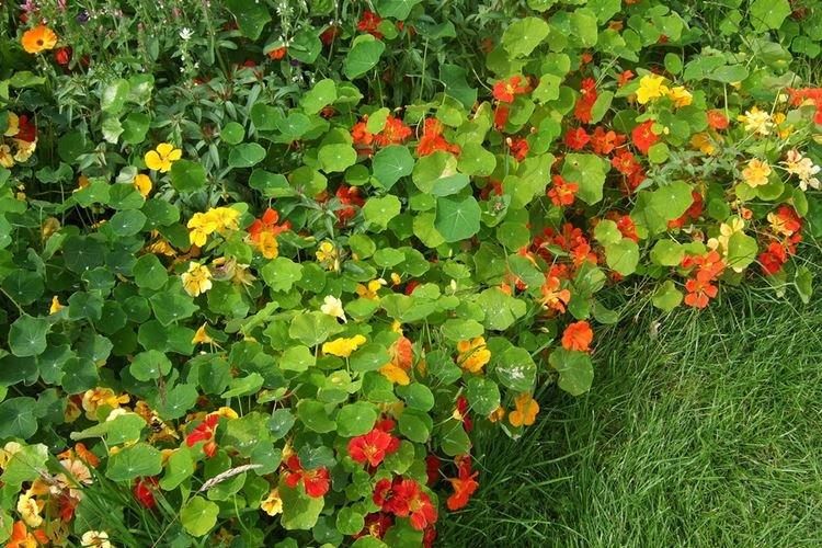 Настурции - фото