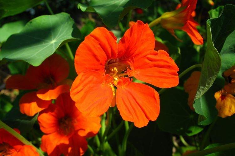 Настурции - фото