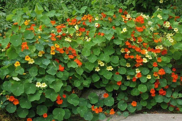 Настурции - фото