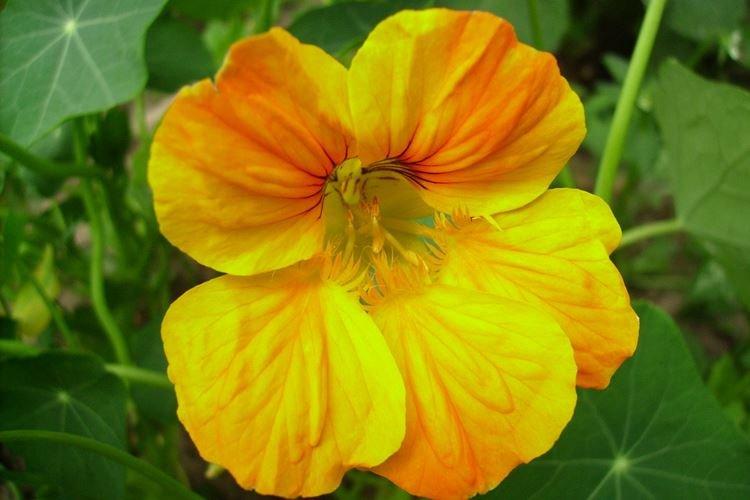 Настурции - фото