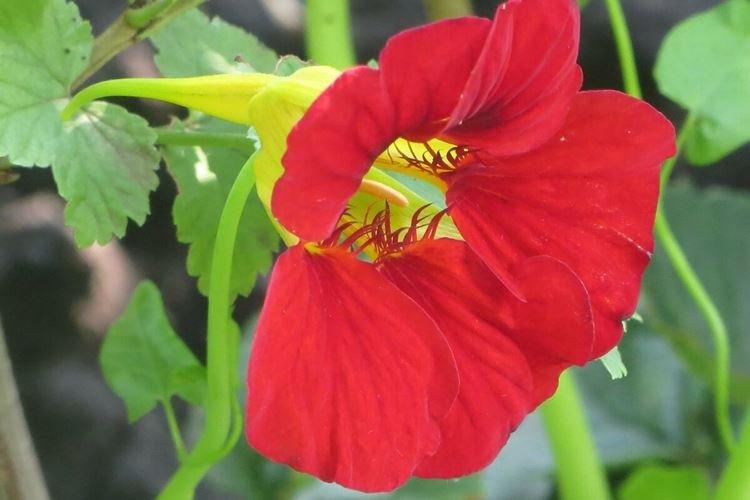 Настурции - фото