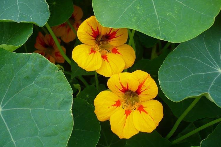 Настурции - фото