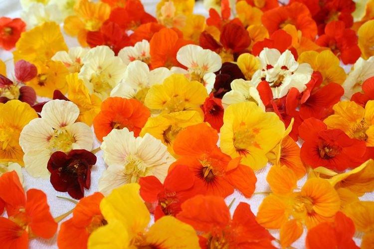 Настурции - фото