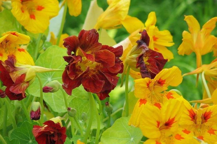 Настурции - фото