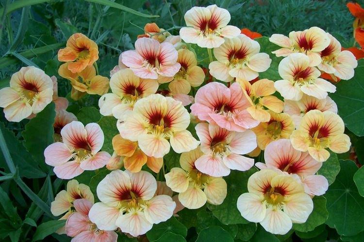 Настурции - фото