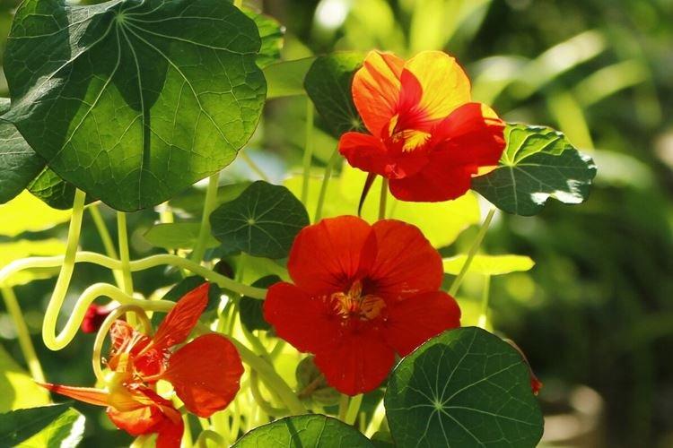 Настурции - фото