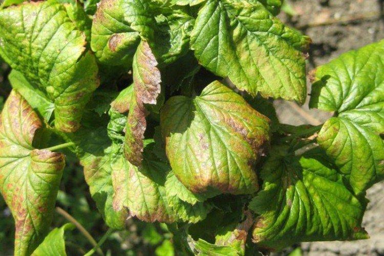 Распространенные болезни смородины - чем обработать