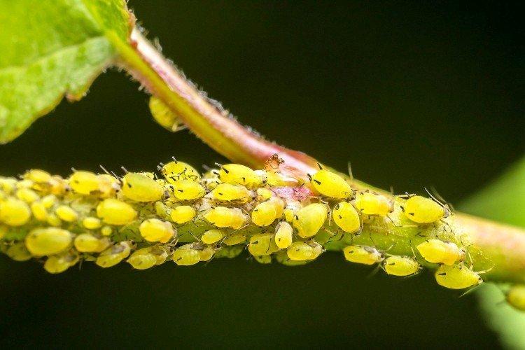 Распространенные вредители смородины - чем обработать