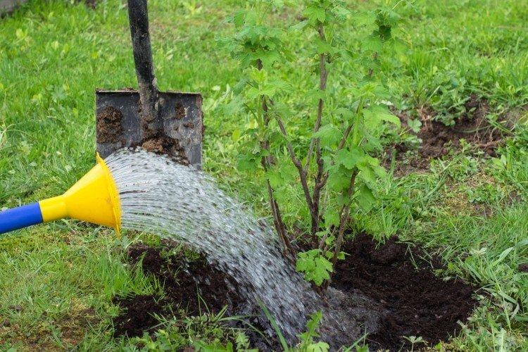 Обработка смородины кипятком от клещей