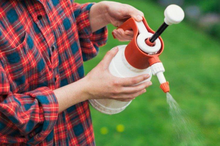 Как правильно провести обработку смородины весной от болезней и вредителей