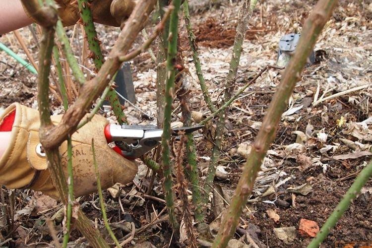 Прореживающая обрезка роз