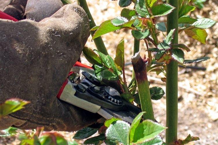 Профилактическая обрезка роз