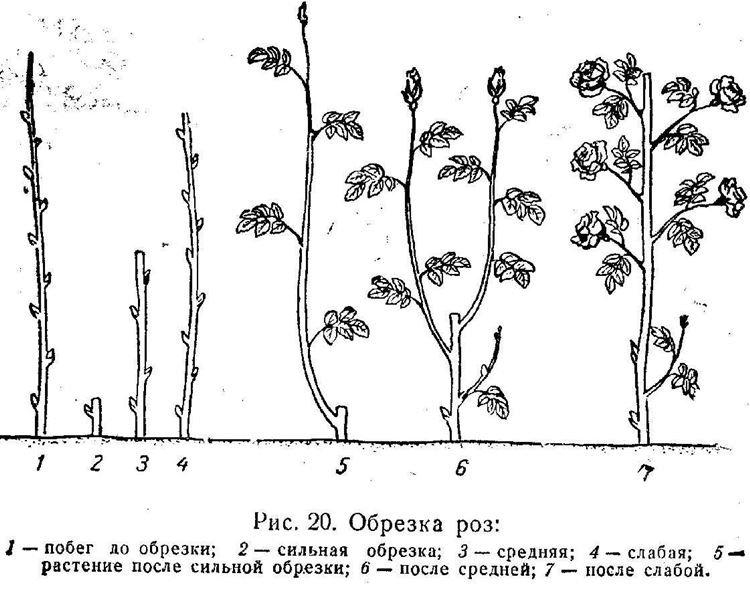 Весенняя обрезка роз - с чего начать