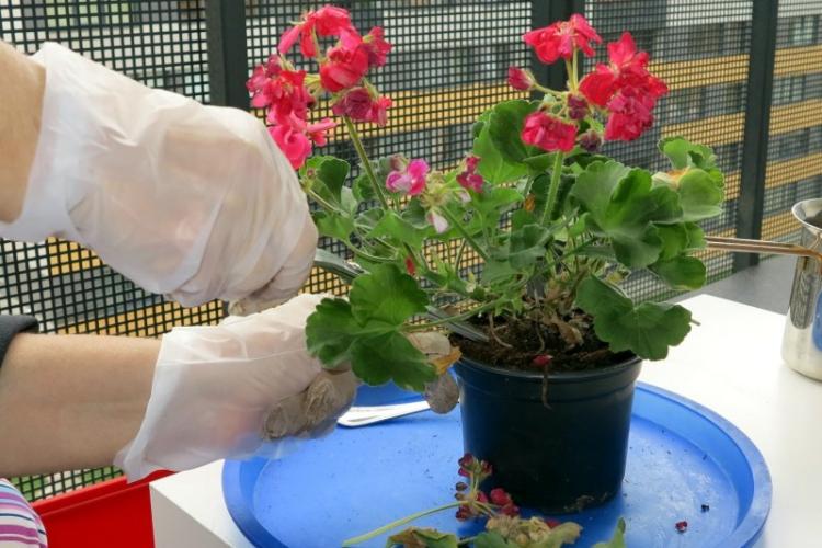 Обрезка - Уход за пеларгонией (геранью)