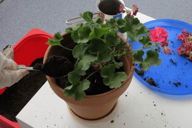 Пересадка и размножение - Пеларгония (герань)