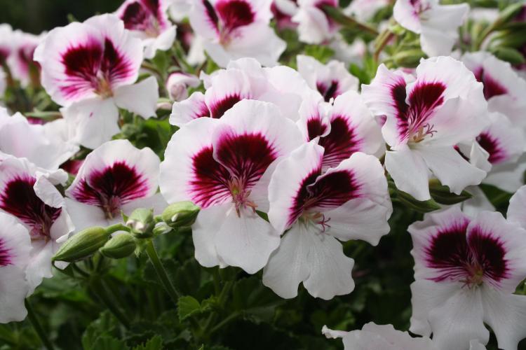 Пеларгония (герань) - фото