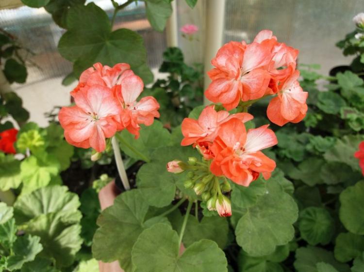 Пеларгония (герань) - фото