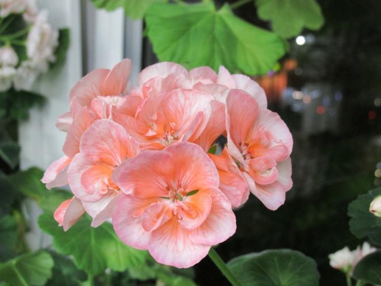 Пеларгония (герань) - фото