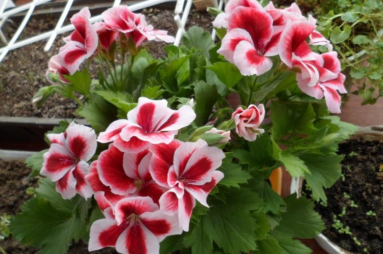 Пеларгония (герань) - фото