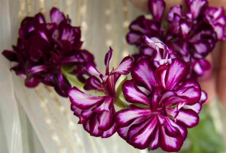 Пеларгония (герань) - фото