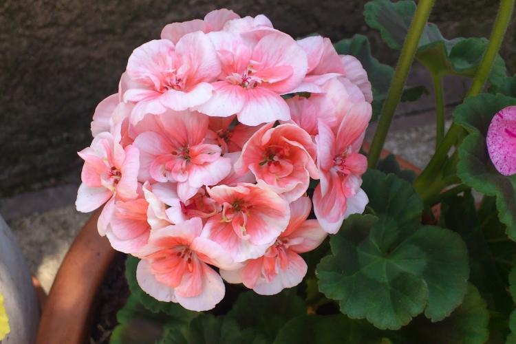 Пеларгония (герань) - фото