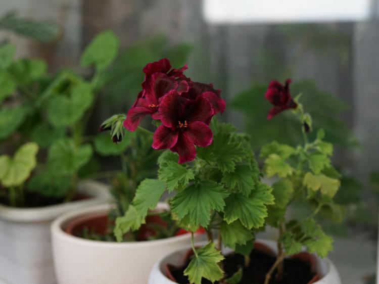 Пеларгония (герань) - фото