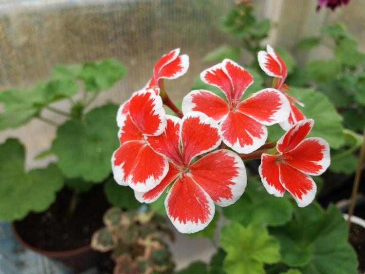 Пеларгония (герань) - фото