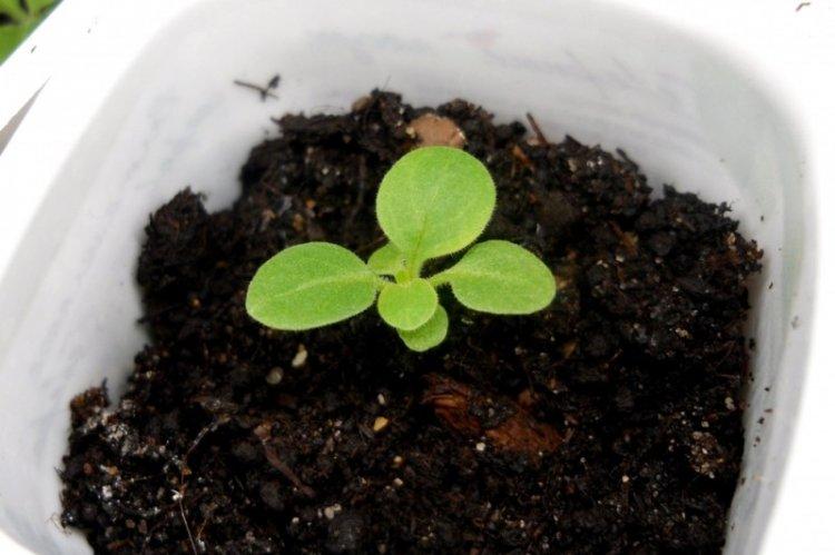 Удобрения и подкормка - Уход за петунией