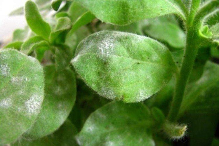 Борьба с вредителями и болезнями - Петуния