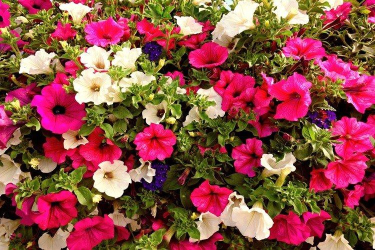 Петуния - фото