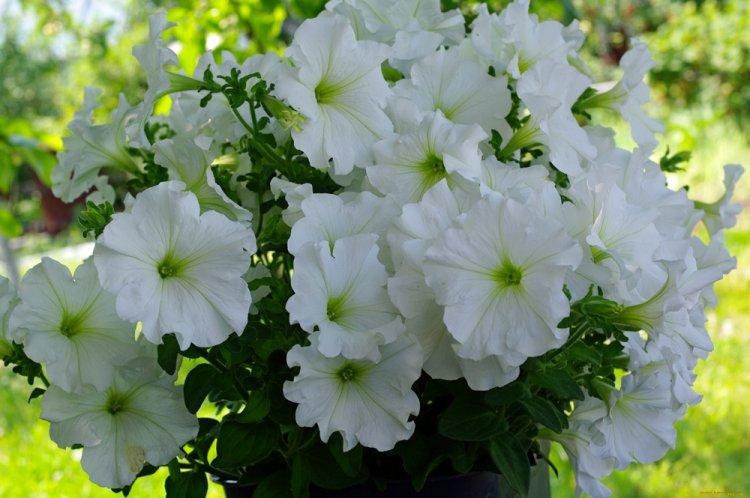 Петуния - фото