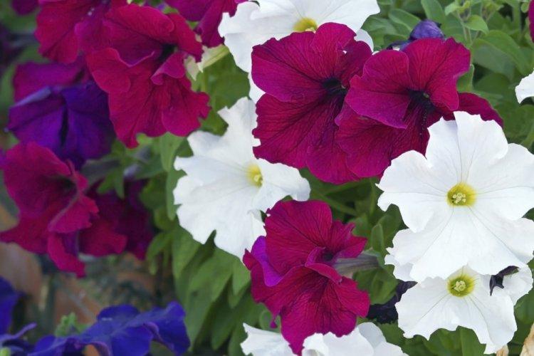 Петуния - фото