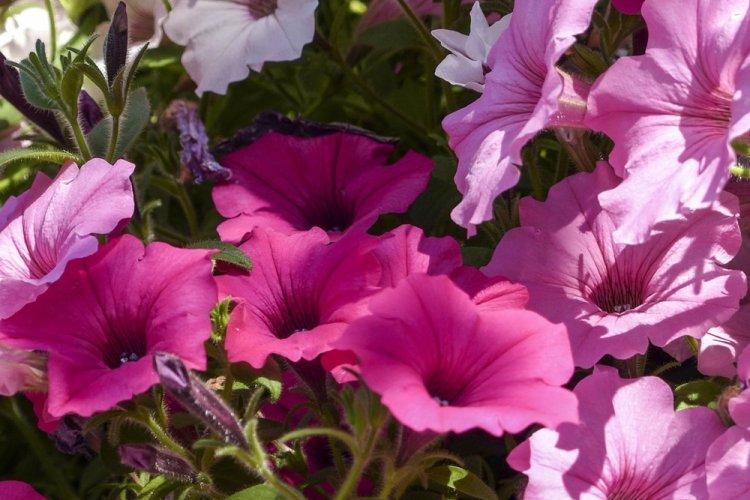 Петуния - фото