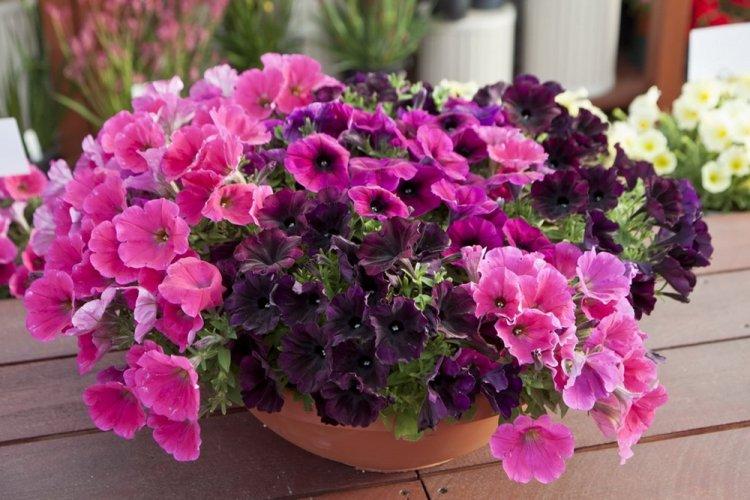 Петуния - фото
