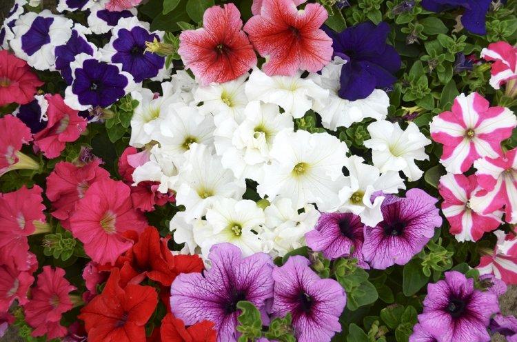 Петуния - фото