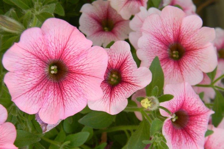 Петуния - фото