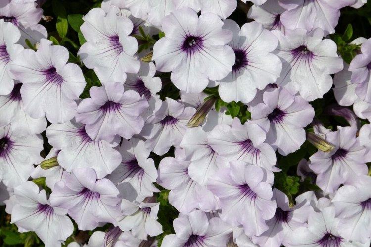 Петуния - фото