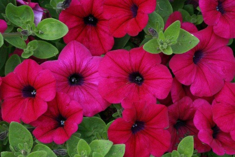 Петуния - фото