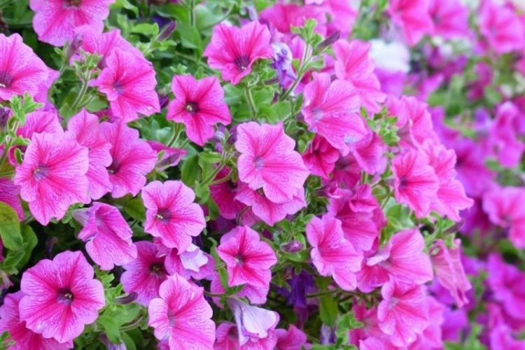 Петуния - фото