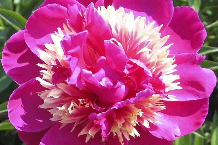 Корончатые пионы - Виды пионов