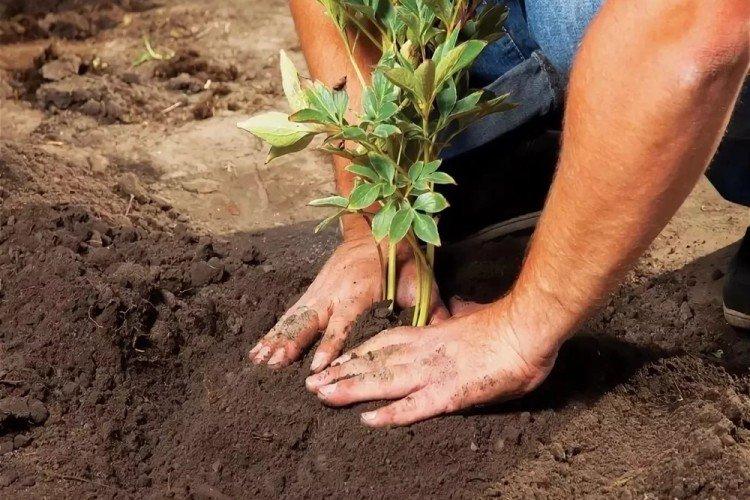 Почва - Уход за пионами