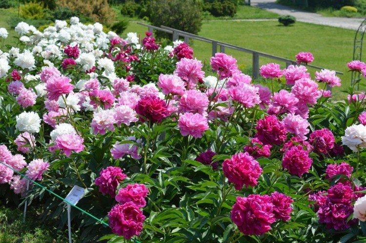 Пересадка и размножение - Уход за пионами