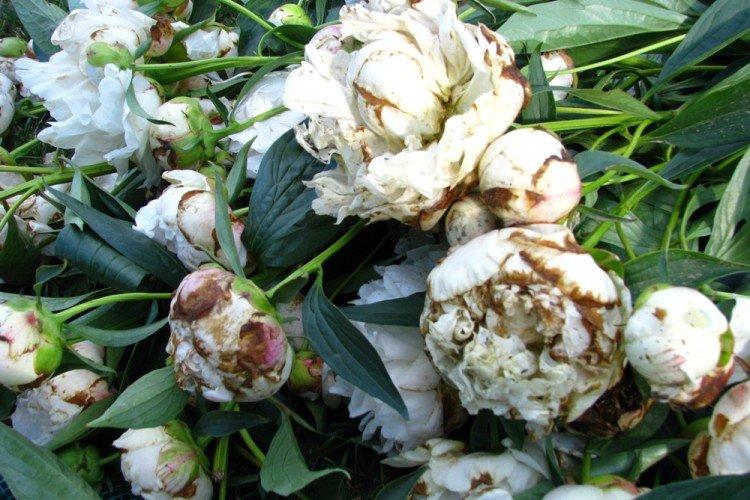 Борьба с вредителями и болезнями - Пионы