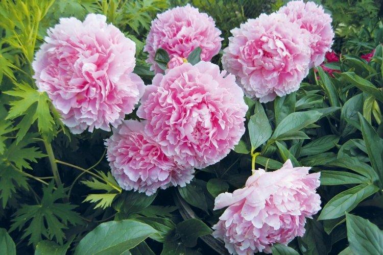 Пионы - фото
