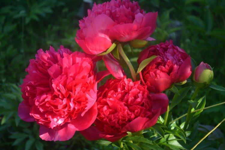 Пионы - фото