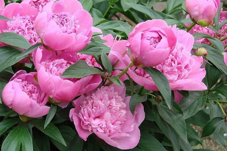 Пионы - фото