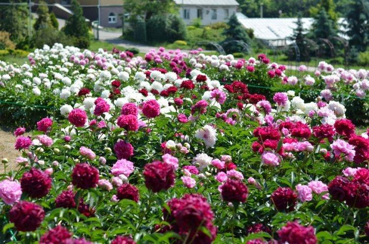 Пионы - фото