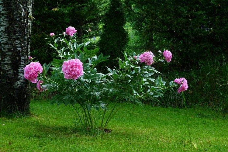 Пионы - фото