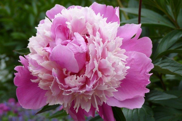 Пионы - фото