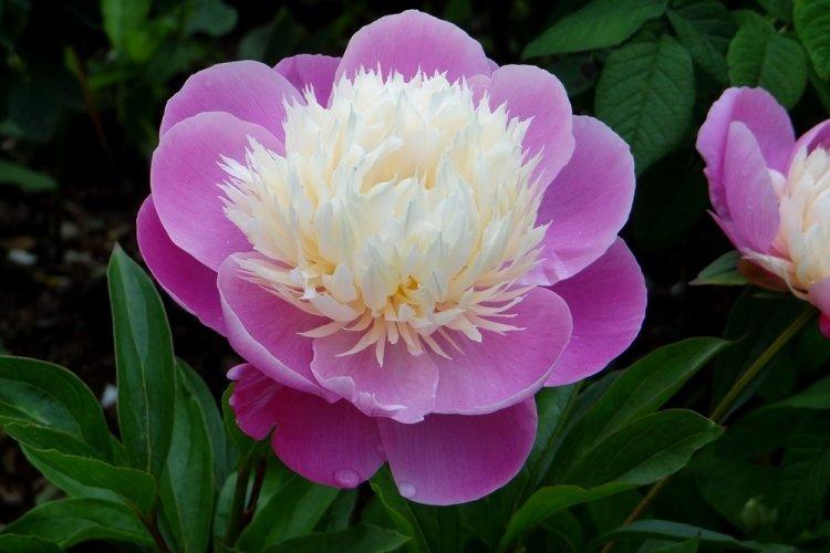 Пионы - фото